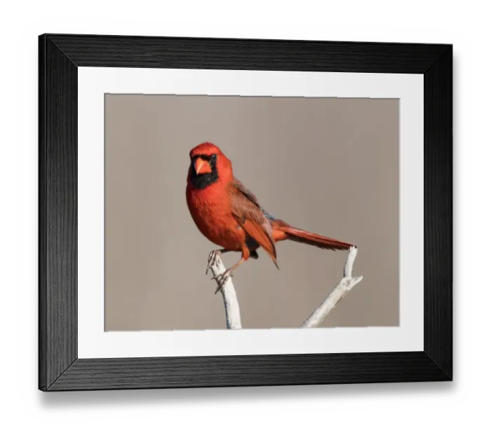 Framed Print : Male Cardinal on a Branch Framed Print : Male Cardinal on a Branch