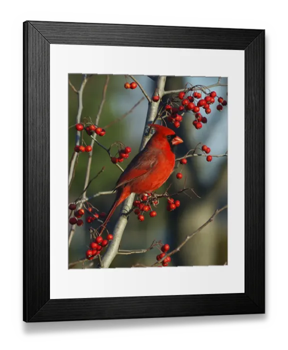 Framed Print : Male Cardinal on branch