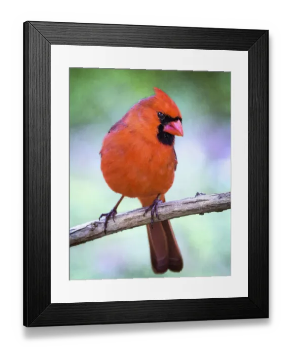 Framed Print : Adorable Close Up of Northern Cardinal Looking at Camera Framed Print : Adorable Close Up of Northern Cardinal Looking at Camera