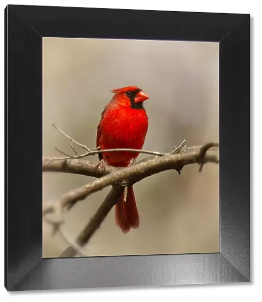 Red Cardinal on a Tree Branch