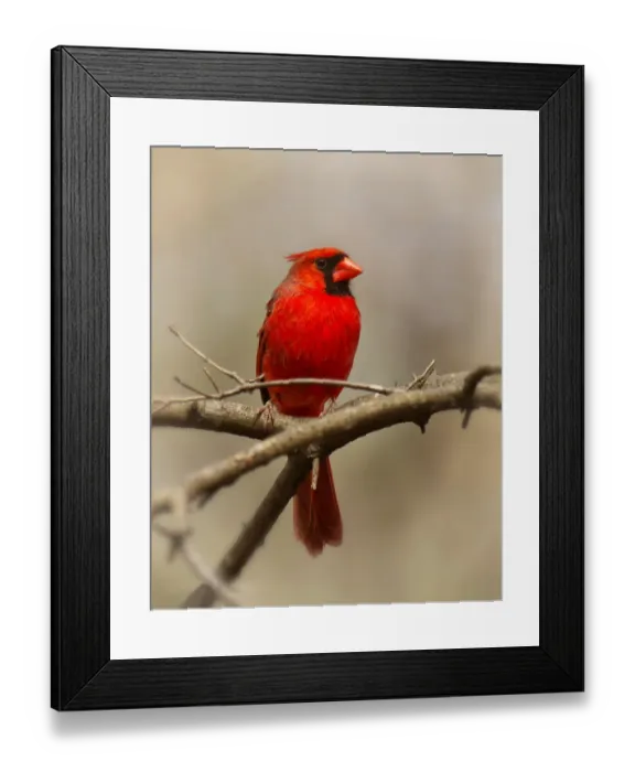 Framed Print : Red Cardinal on a Tree Branch Framed Print : Red Cardinal on a Tree Branch