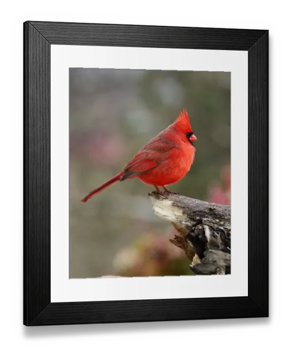 Framed Print : Northern Cardinal Perched on Log Framed Print : Northern Cardinal Perched on Log