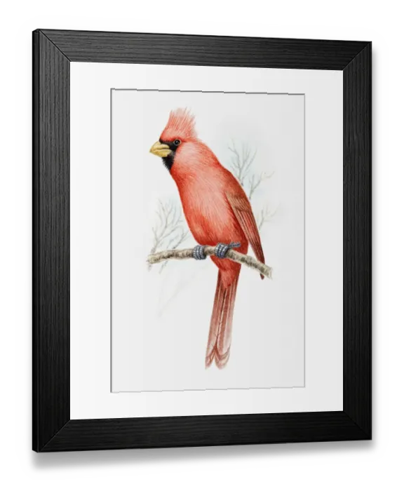 Framed Print : Illustration of a Vermilion cardinal (Cardinalis phoeniceus) perching on a branch Framed Print : Illustration of a Vermilion cardinal (Cardinalis phoeniceus) perching on a branch