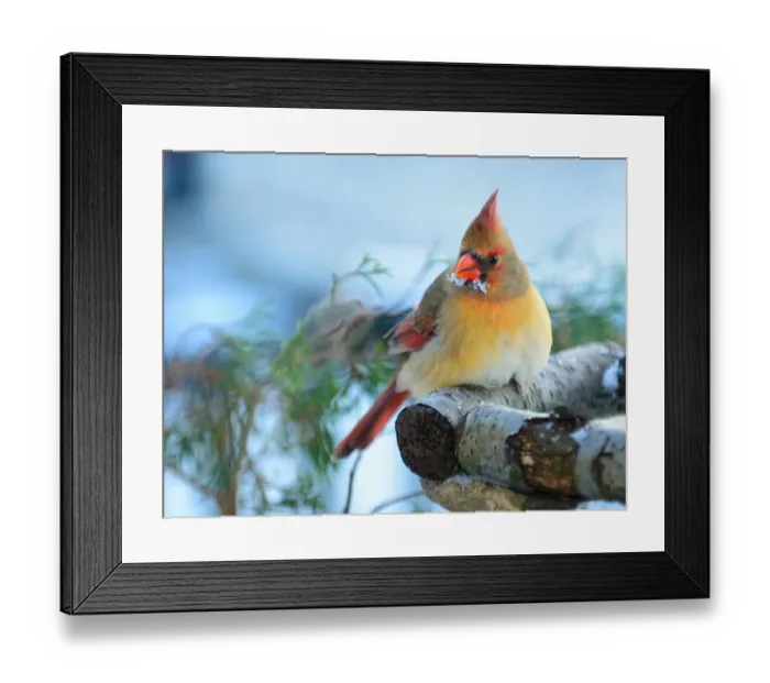 Framed Print : Female Cardinal Perched on Log in Winter Framed Print : Female Cardinal Perched on Log in Winter