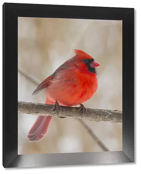 Red Cardinal Bird Perched on Bare Branches