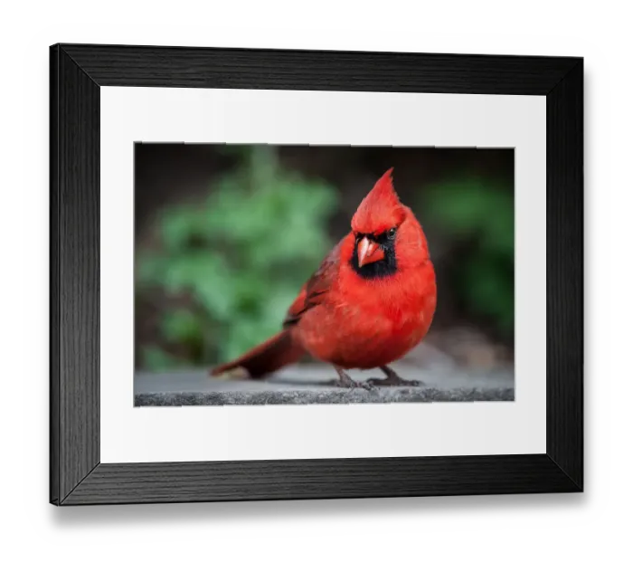 Framed Print : Cardinal, Cardinalidae Framed Print : Cardinal, Cardinalidae