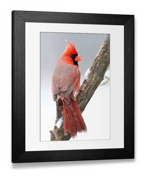 Framed Print : Male Cardinal Framed Print : Male Cardinal