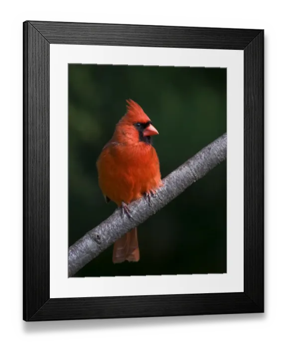 Framed Print : Northern Cardinal Male Framed Print : Northern Cardinal Male