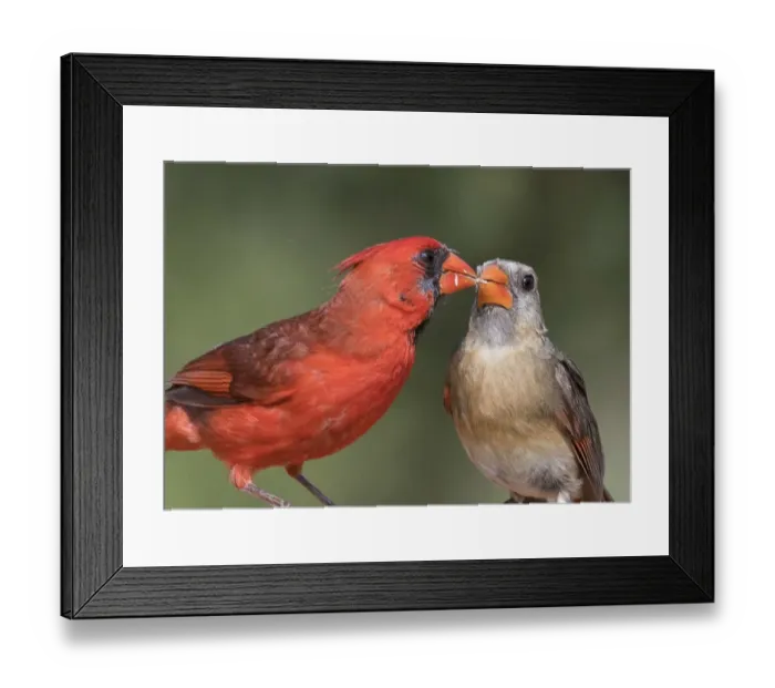 Framed Print : Cardinal Feeding Cardinal Framed Print : Cardinal Feeding Cardinal
