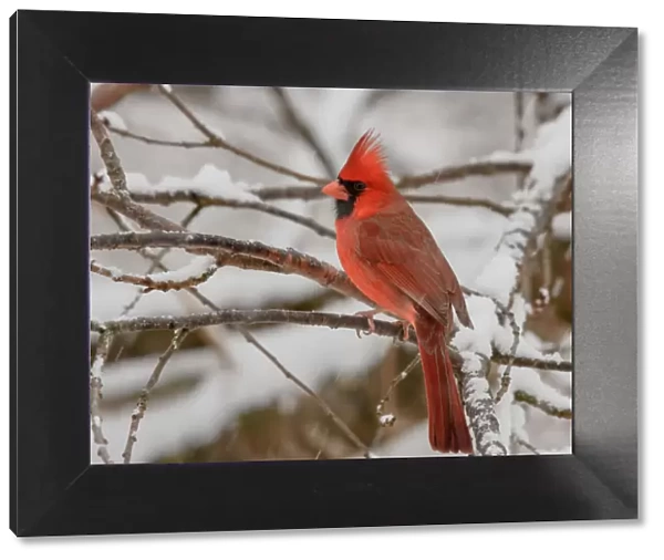 Male Northern Cardinal perched in snow
