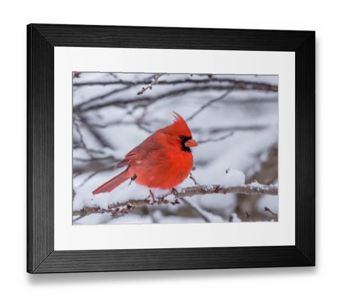 Framed Print : Male Cardinal perched during a snow storm Framed Print : Male Cardinal perched during a snow storm