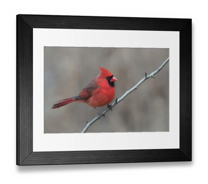 Framed Print : Male Northern Cardinal in winter (Cardinals cardinals), Kentucky, USA Framed Print : Male Northern Cardinal in winter (Cardinals cardinals), Kentucky, USA