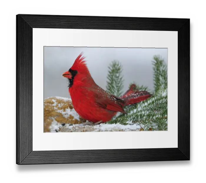 Framed Print : Male Cardinal in snow Framed Print : Male Cardinal in snow