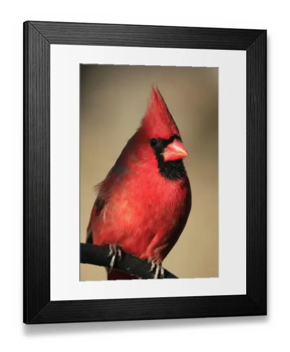 Framed Print : Northern Cardinal Framed Print : Northern Cardinal