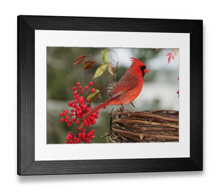 Framed Print : Cardinal perched on grapevine basket Framed Print : Cardinal perched on grapevine basket