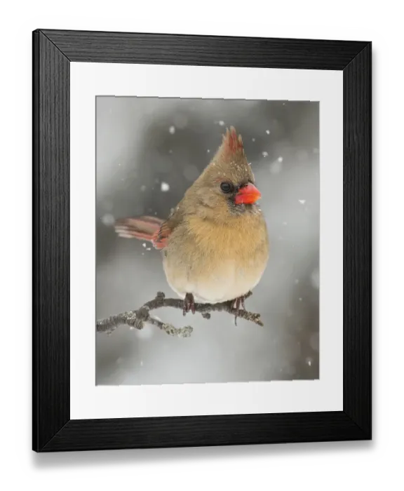 Framed Print : Female Northern Cardinal in Winter