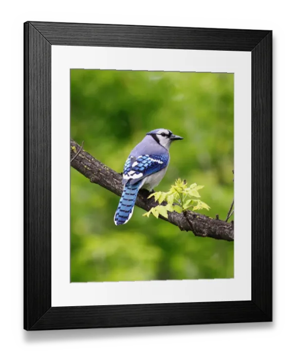 Framed Print : Blue Jay on tree branch Framed Print : Blue Jay on tree branch