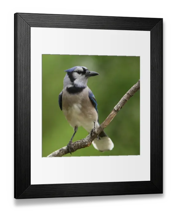 Framed Print : Smart blue jay bird