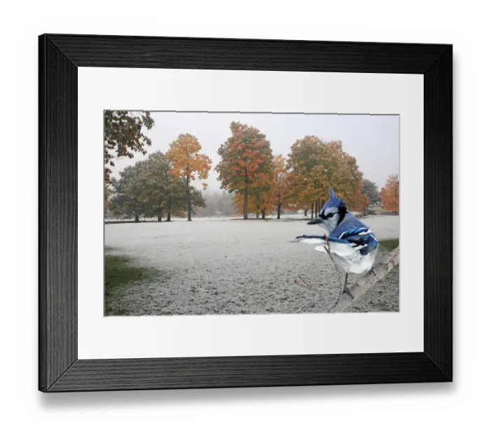 Framed Print : Blue Jay on a branch Framed Print : Blue Jay on a branch