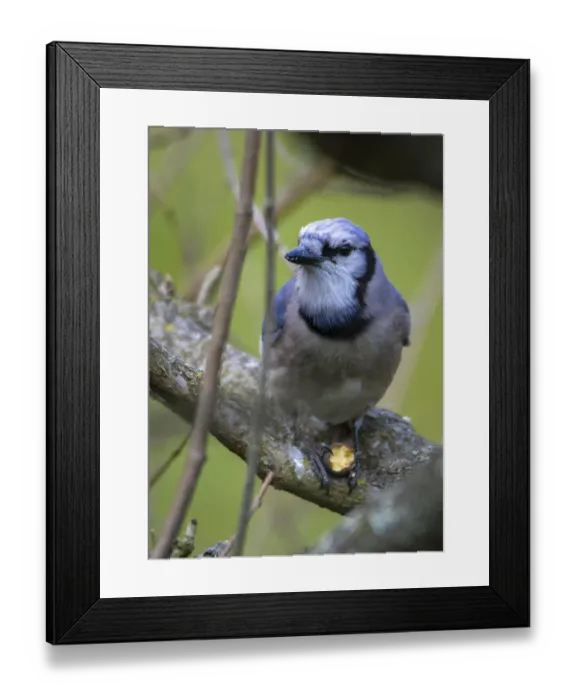 Framed Print : Closeup photo of Blue Jay bird Framed Print : Closeup photo of Blue Jay bird