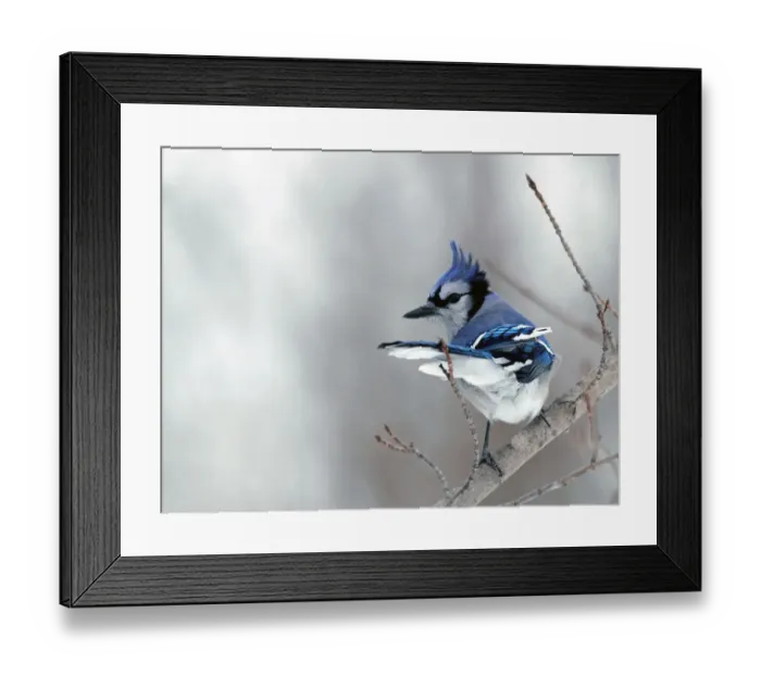 Framed Print : Blue Jay on branch during windy day Framed Print : Blue Jay on branch during windy day