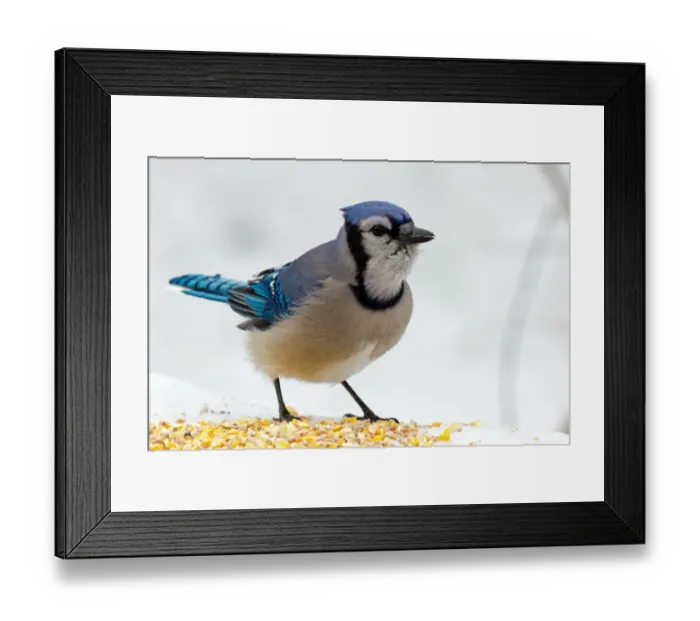 Framed Print : Winter Jay Framed Print : Winter Jay