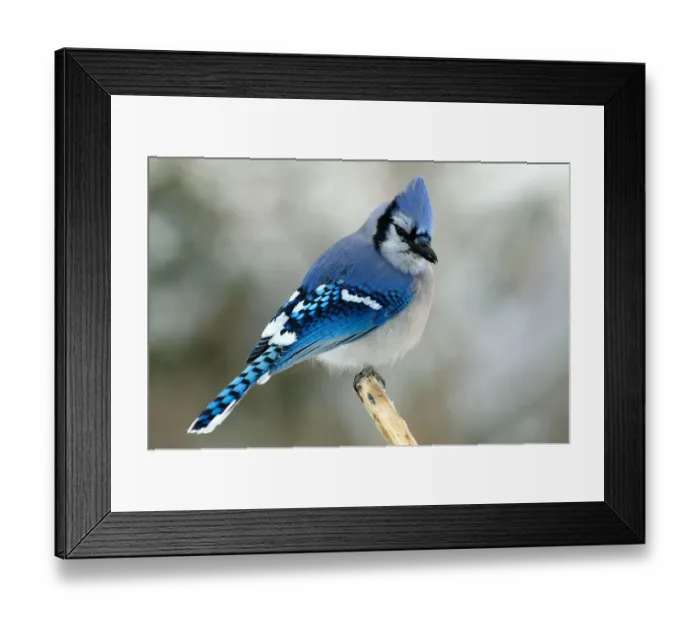 Framed Print : Bluejay perching on branch Framed Print : Bluejay perching on branch