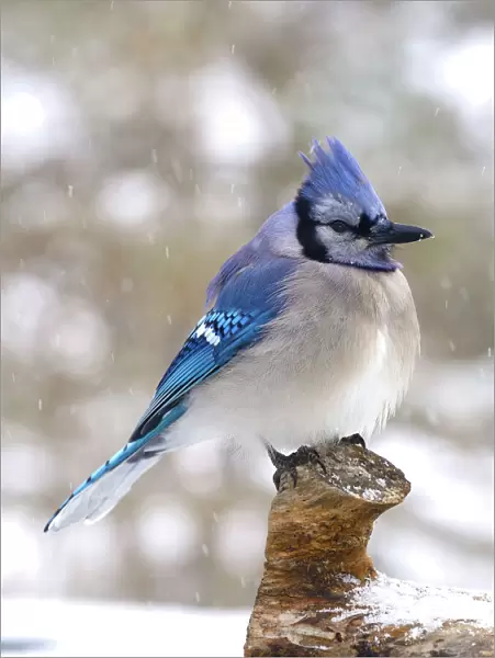 Blue Jay Perched on a Log
