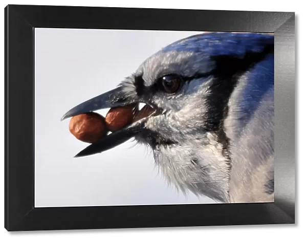 Blue Jay with peanuts