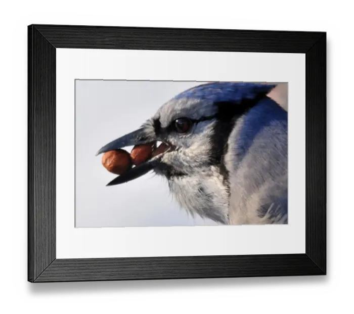 Framed Print : Blue Jay with peanuts