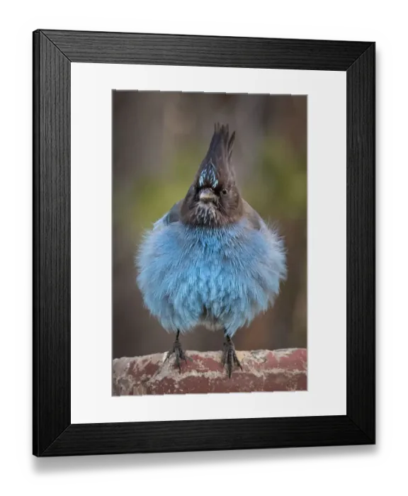 Framed Print : Front view of a blue Jay fluffing his feathers Framed Print : Front view of a blue Jay fluffing his feathers