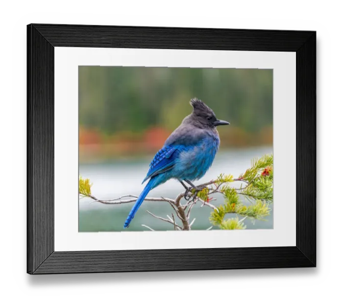 Framed Print : Stellers jay (Cyanocitta stelleri), blue bird sitting on a branch Framed Print : Stellers jay (Cyanocitta stelleri), blue bird sitting on a branch