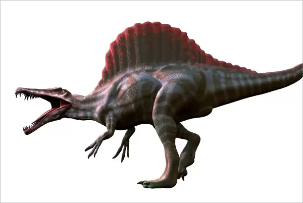 Artwork of a spinosaurus dinosaur