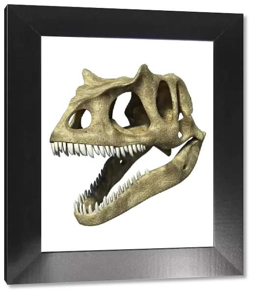 Allosaurus dinosaur skull, artwork