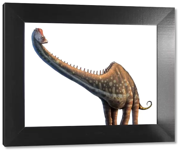 Artwork of a diplodocus dinosaur