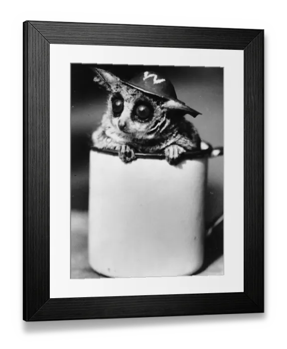 Framed Print : ARP Bush-Baby Framed Print : ARP Bush-Baby