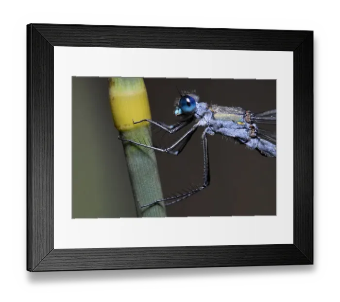 Framed Print : A side view