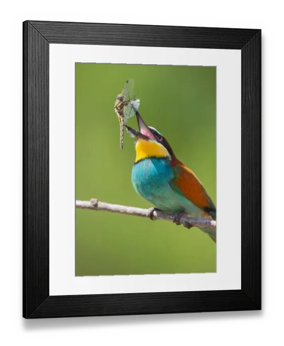 Framed Print : Bee-eater with Prey Framed Print : Bee-eater with Prey