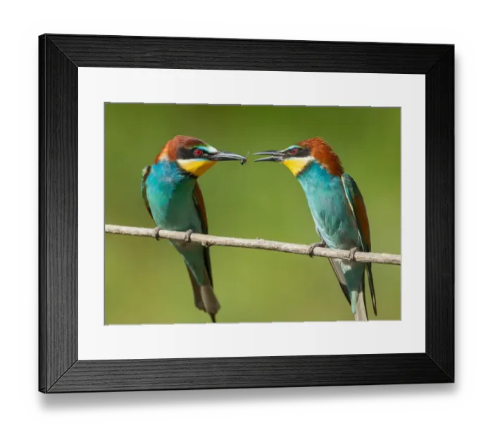 Framed Print : Bee-eater Pearching Pair Framed Print : Bee-eater Pearching Pair