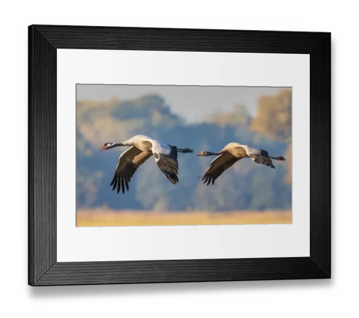 Framed Print : Common Crane in Flight Framed Print : Common Crane in Flight