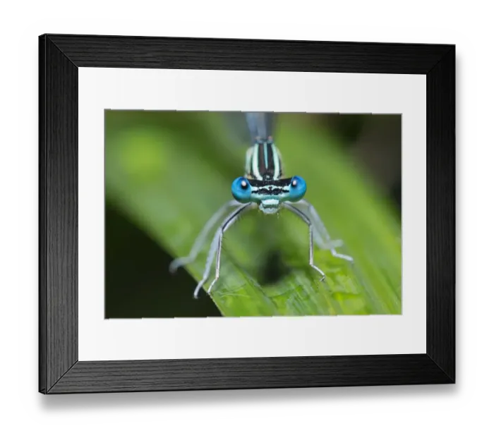 Framed Print : The Eyes. The common blue damselfly (common blue damselfly) resting Framed Print : The Eyes. The common blue damselfly (common blue damselfly) resting