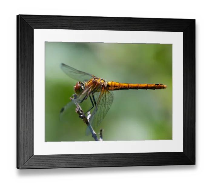 Framed Print : Sunbath. A common darter (genus Sympetrum) resting Framed Print : Sunbath. A common darter (genus Sympetrum) resting