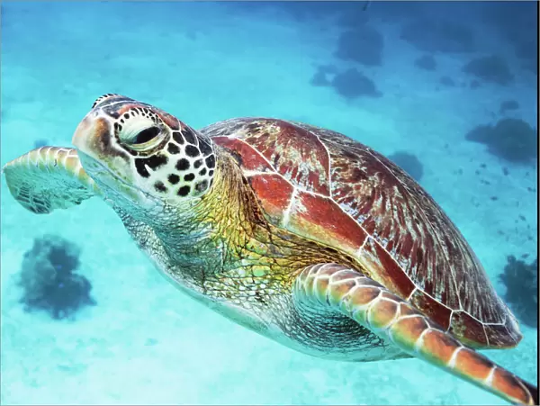 Close up of sea turtle underwater, Philippines