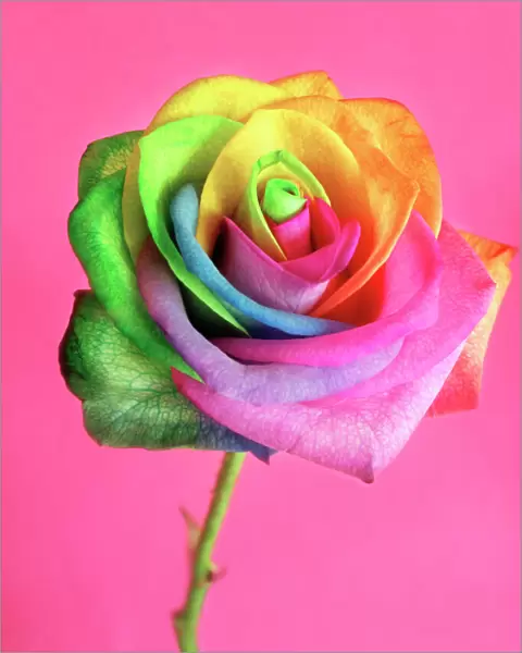 Rainbow rose