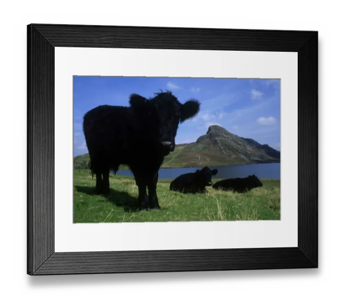 Framed Print : Welsh Black Cattle Above Aberdovey Framed Print : Welsh Black Cattle Above Aberdovey