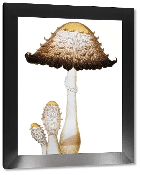 Mushrooms and fungi: Coprinus comatus (shaggy ink cap, lawyers wig)