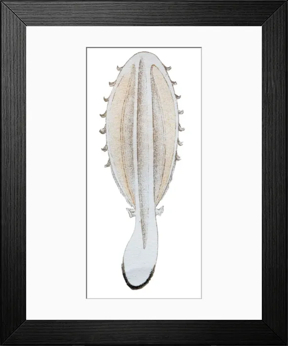 Framed Print : Mushrooms and fungi: Coprinus comatus (shaggy ink cap, lawyers wig) Framed Print : Mushrooms and fungi: Coprinus comatus (shaggy ink cap, lawyers wig)