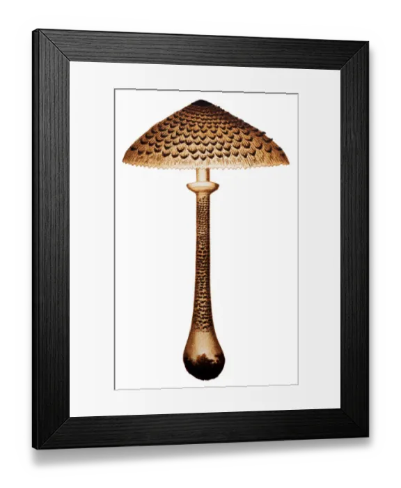 Framed Print : Mushrooms and fungi: Parasol mushroom (Macrolepiota procera or Lepiota procera) Framed Print : Mushrooms and fungi: Parasol mushroom (Macrolepiota procera or Lepiota procera)