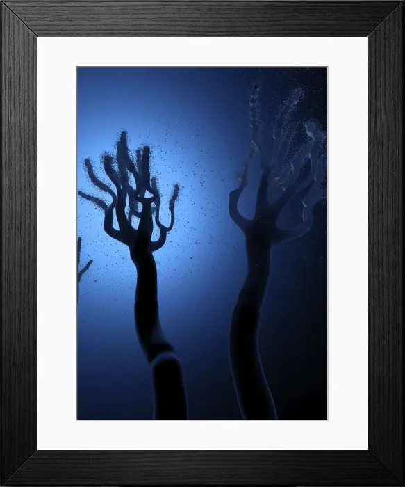 Framed Print : Fungus releasing spores, illustration Framed Print : Fungus releasing spores, illustration
