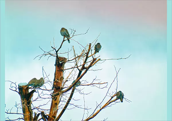 Birds in a Barren Tree During Winter